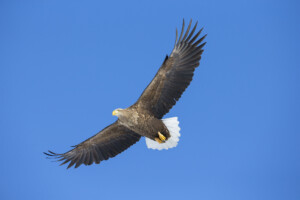 FineArt Druck - ungerahmt oder gerahmt