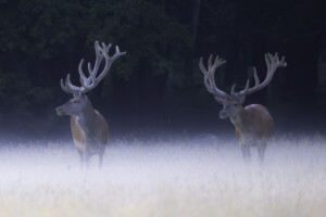 FineArt Druck - ungerahmt oder gerahmt