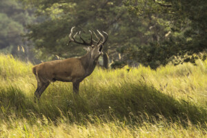 FineArt Druck - ungerahmt oder gerahmt