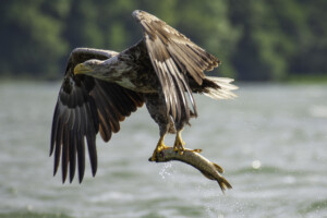 FineArt Druck - ungerahmt oder gerahmt