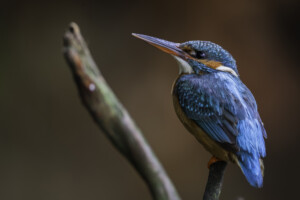 FineArt Druck - ungerahmt oder gerahmt