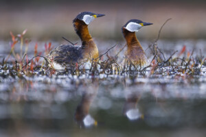 FineArt Druck - ungerahmt oder gerahmt