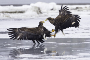 FineArt Druck - ungerahmt oder gerahmt
