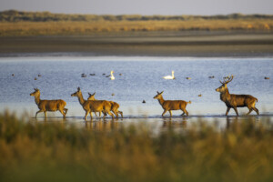 FineArt Druck - ungerahmt oder gerahmt