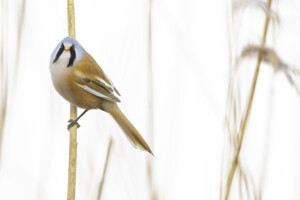 FineArt Druck - ungerahmt oder gerahmt