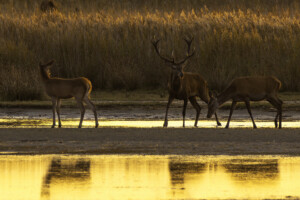 FineArt Druck - ungerahmt oder gerahmt