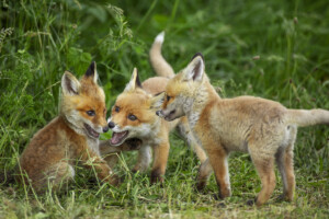 FineArt Druck - ungerahmt oder gerahmt