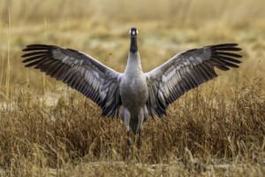 FineArt Druck - ungerahmt oder gerahmt