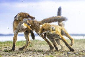 FineArt Druck - ungerahmt oder gerahmt