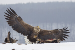 FineArt Druck - ungerahmt oder gerahmt