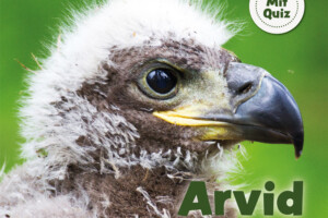 Kinderbuch: Arvid der Küstenadler
